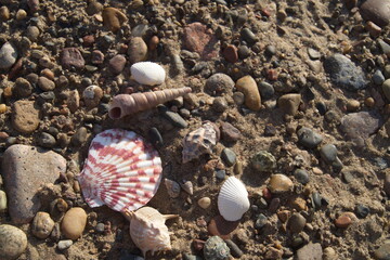 Life in the countryside, river beach with seashells