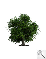 Obraz premium Illustration eines Laubbaums auf transporentem Hintergrund. 3D-Darstellung.