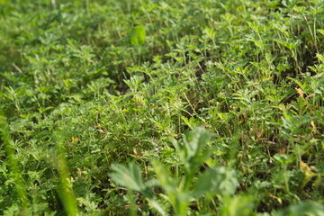 Life in the dnrnvn, with clean grass and beautiful nature