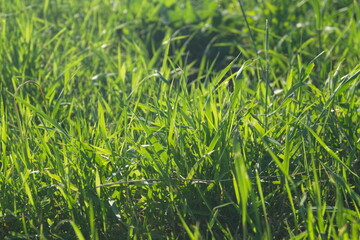 Life in the dnrnvn, with clean grass and beautiful nature