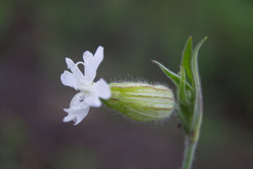 Life in the dnrnvn, with clean grass and beautiful nature