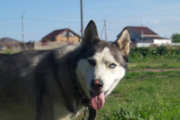 A country dog called Ray