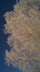A winter birch tree in the snow