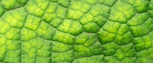 green leaf