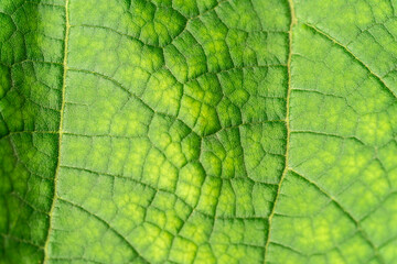 Fototapeta premium Texture of a green leaf close-up. macro photography. Use as background for text