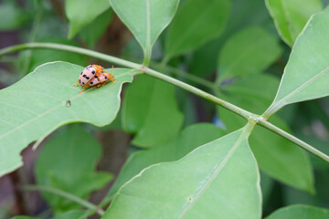 Two ladybug do something on green leaf
