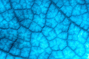 Texture of a green leaf close-up. macro photography. Use as background for text
