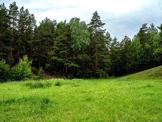 Fototapeta na wymiar green clean large forest clearing in summer