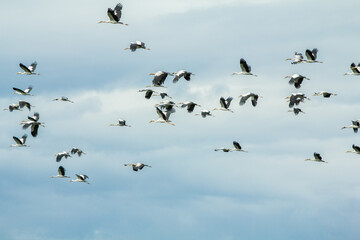 A Flock of Flying Birds with blue sky