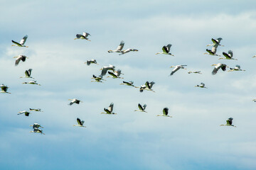 A Flock of Flying Birds with blue sky