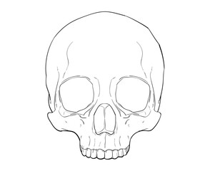 skull lineart
