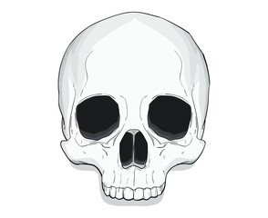 skull