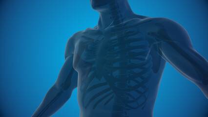 Human skeleton rib cage 3D illustration