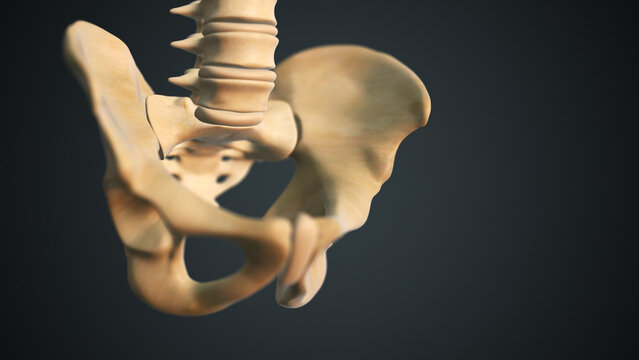 pelvis or pelvic girdle medical 3D illustration