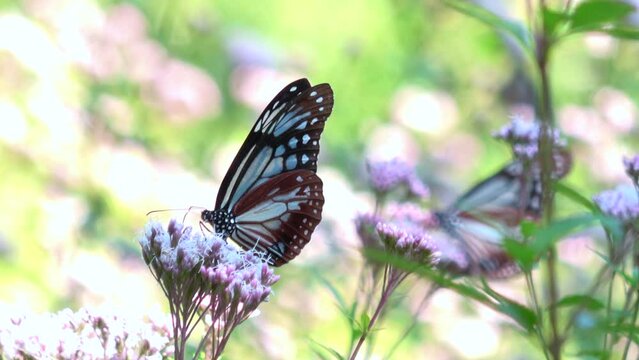 Parantica sita, the chestnut tiger butterflies feeding on nectar in Japan. Close up shot of Asagimadara. 4K 