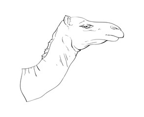 Obraz premium camel potrait lineart