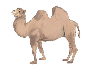 camel