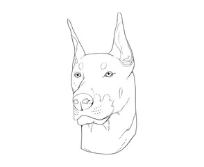 dobberman lineart portrait