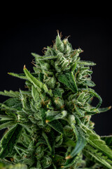 Cannabis Plant - Z - Face (Close Up Vertical)