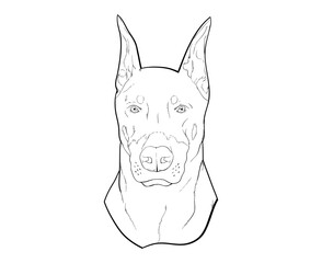 dobberman lineart portrait 