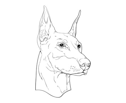 dobberman lineart portrait