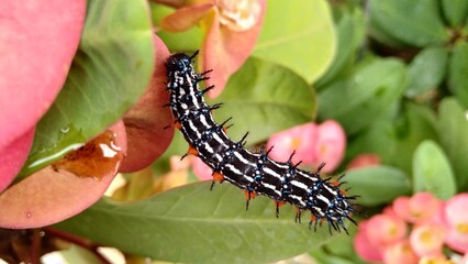 caterpillar on leaf