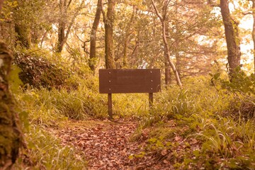 Tranquil autumn scene in forest