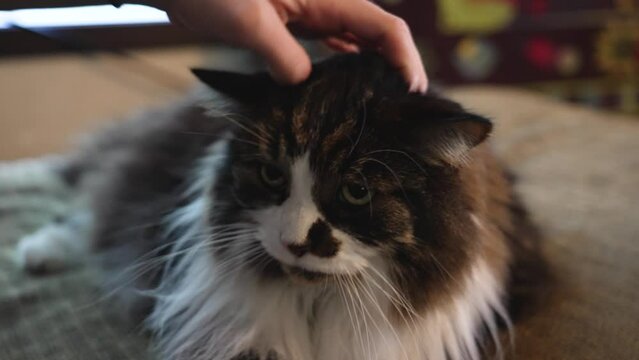 Petting a long haired cat in slow motion. Close up in 4k.