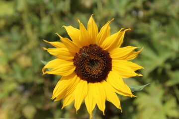 sunflower in the garden