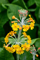 Cheerful yellow flowers of a Candelabra Primrose blooming in a spring garden
