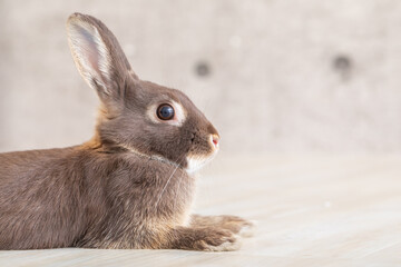 うさぎ（横顔）