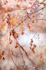 dry leaves on the tree
