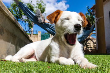 Jack Russell dog lying in the sun yawning. Concept of boredom
