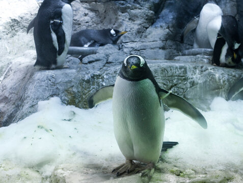 Gentoo Penguin In Captivity