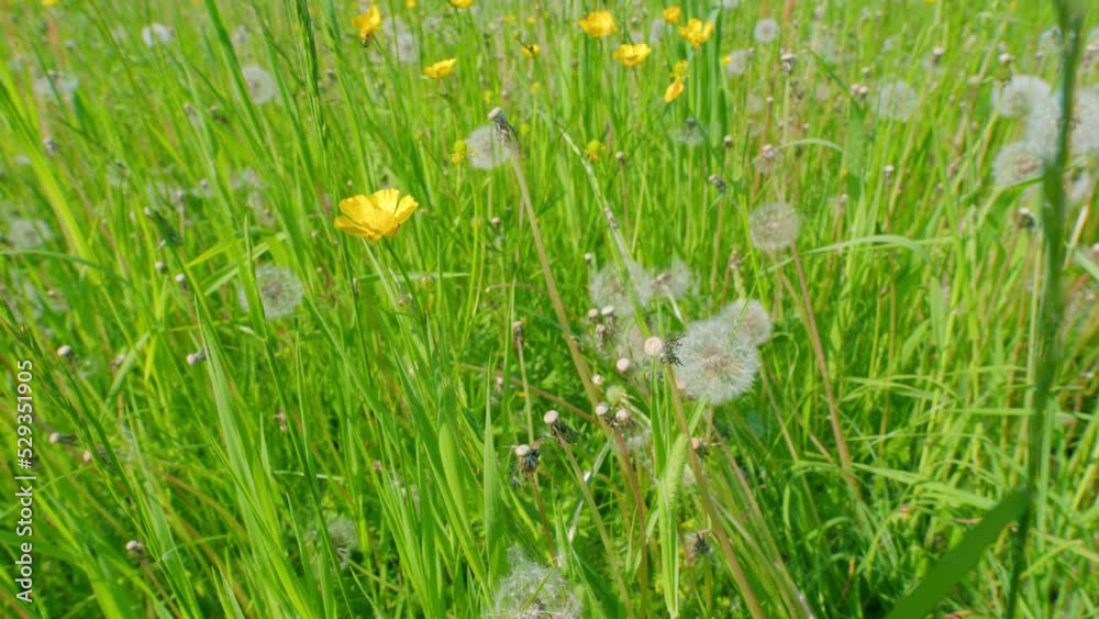 Wall mural Buttercup, ranunculus acris, blooming in meadow.