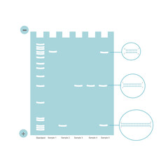 The gel electrophoresis technique that separated the different size of DNA molecules on agarose gel.