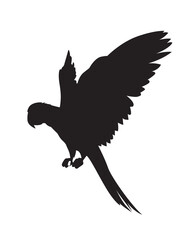 Silhouette of flying macaw or parrot vector isolated. Bird in flight icon.