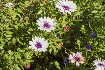 african daisy osteospermum in the garden