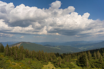 Green forest with fir trees and a meadow near the mountain village Dragobrat, Western Ukraine, Europe