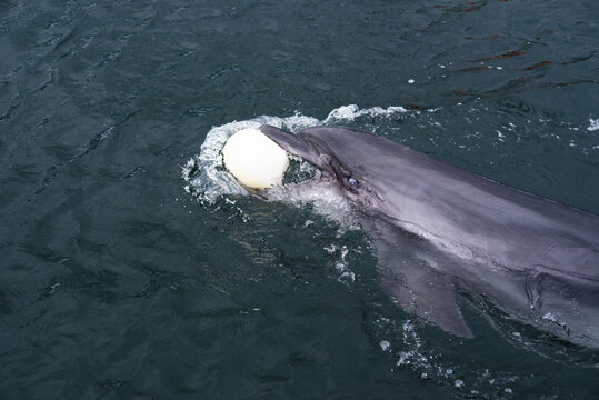 A woman in the water plays with a white ball with a dolphin.
