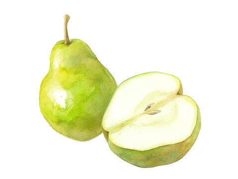 秋のフルーツ：2種の西洋梨の水彩イラスト。（透過背景）