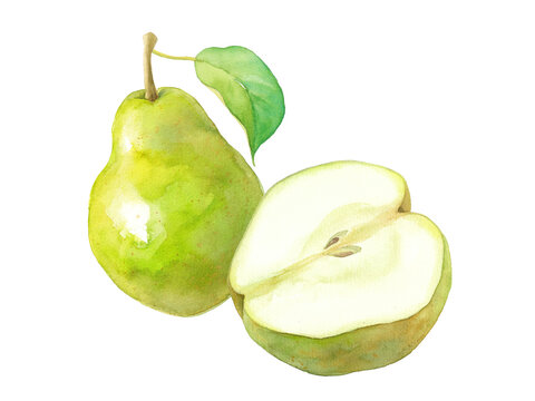 秋のフルーツ：2種の西洋梨の水彩イラスト。葉つき（透過背景）
