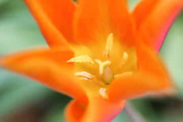 チューリップ　マクロ　ボケ