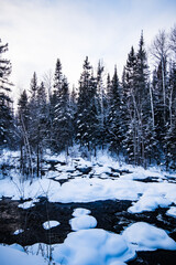 Winter scenery near Pont-Rouge in Quebec, Canada. River flowing, pine trees covered with snow