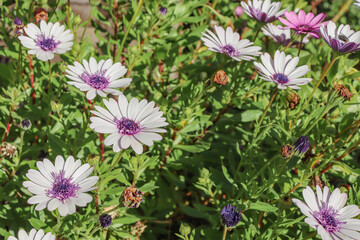 african daisy osteospermum flowering in the garden