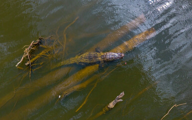 Adult American Alligator in Mobile Bay on the Alabama Gulf Coast
