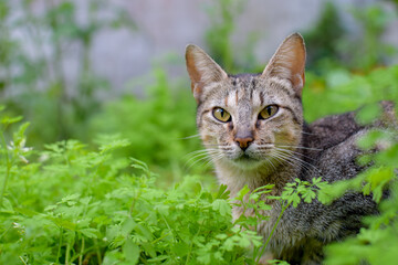 Naklejka na ściany i meble Gato domestico en el jardín mirando hacia la cámara.