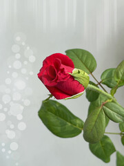 Red rose flower, close up, macro, isolated view. Graphic design. Creative idea. Illustration with flower and graphical elements. Digital art. Floral composition. Green leaves, elegant petals. Scarlet 