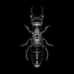 Devils Coach Horse Beetle hand drawing vector illustration isolated on black background