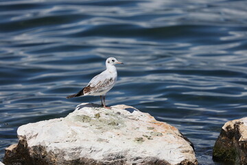 juvenile blackheaded gull sitting on a stone at the coast in front of the sea